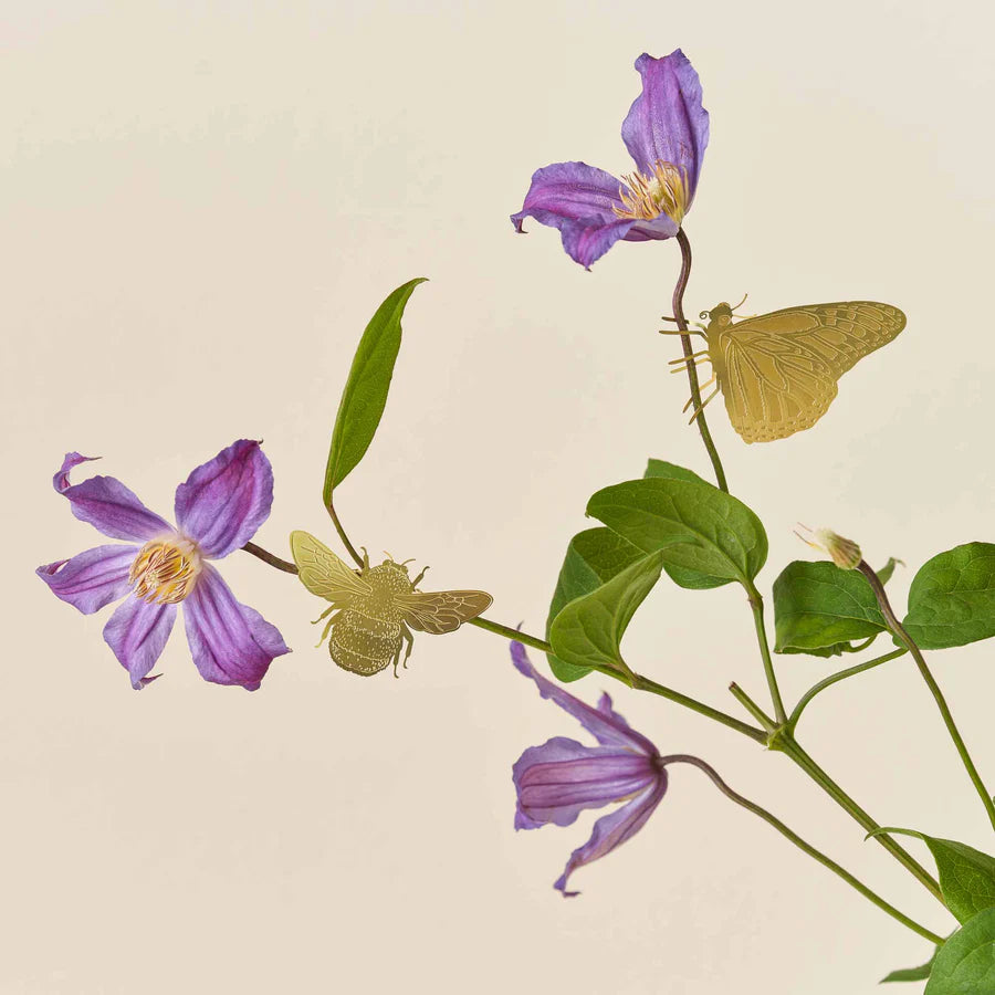 Plant Insect Butterfly