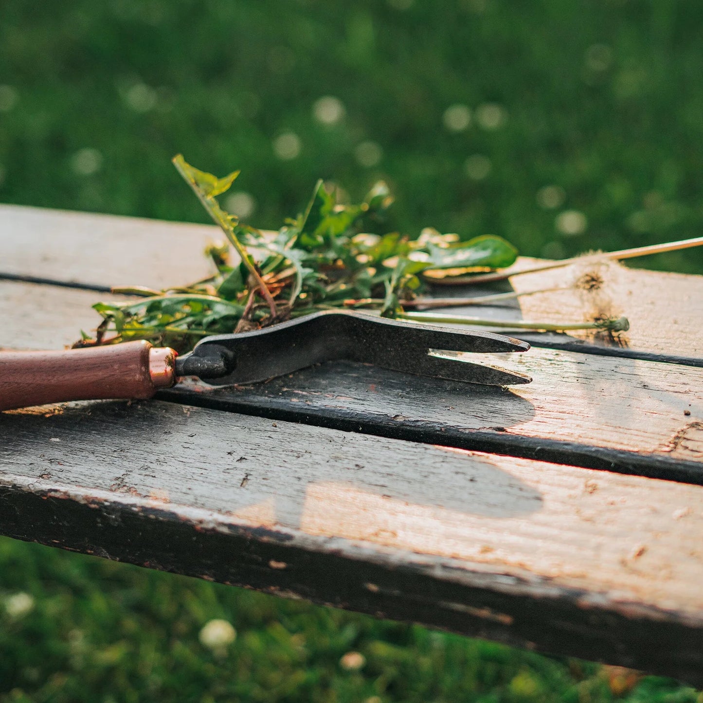 Barebones-Weeding Fork- Dandelions