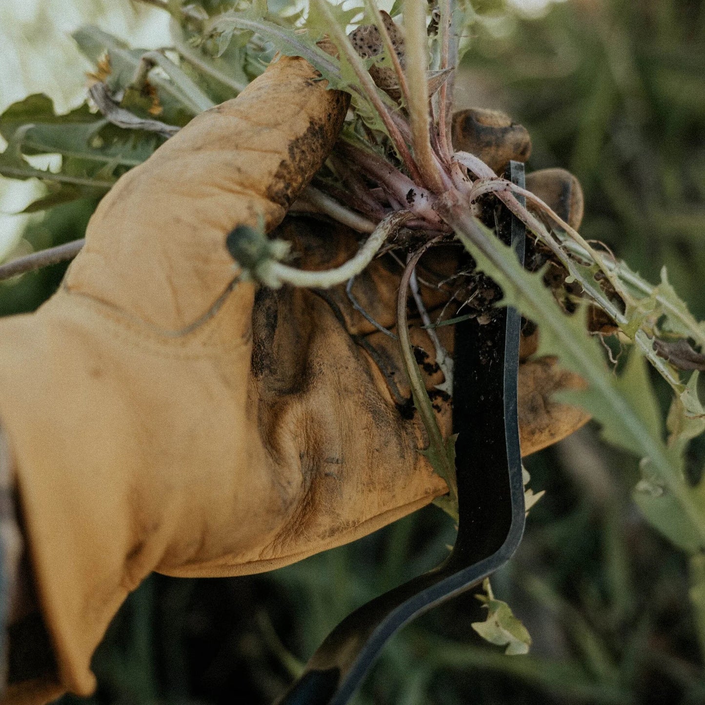 Barebones-Weeding Fork- Dandelions