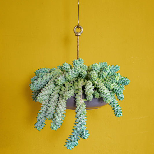 Bolty – Hanging System for Plant Pots