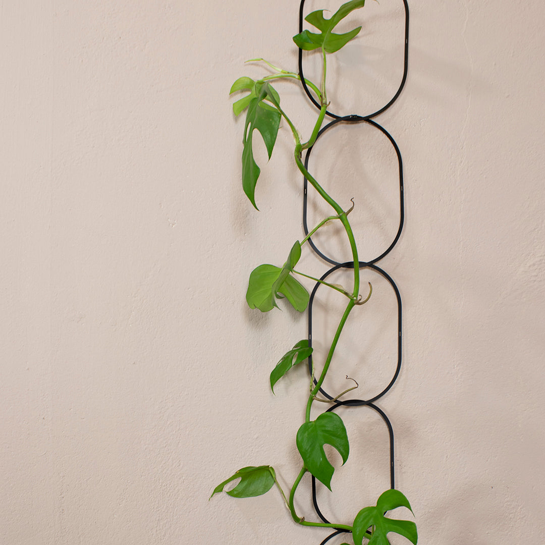 Plant Chain Support - Black