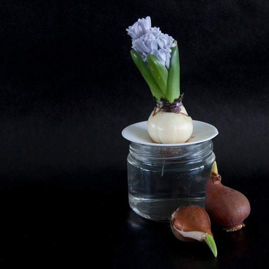 Germination Plate