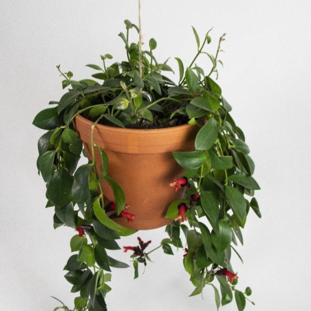 Bolty – Hanging System for Plant Pots