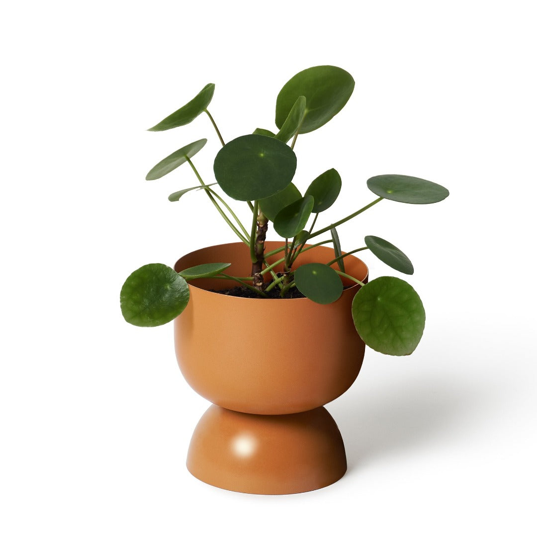 Goblet Planter - Nutmeg